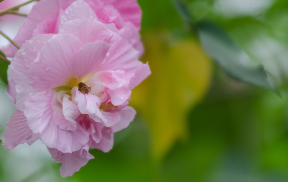 芙蓉花特写