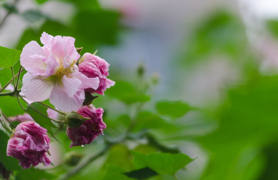 芙蓉花特写