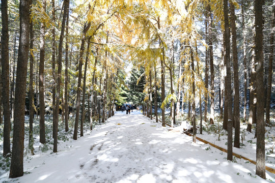 新疆天山雪中桦木林