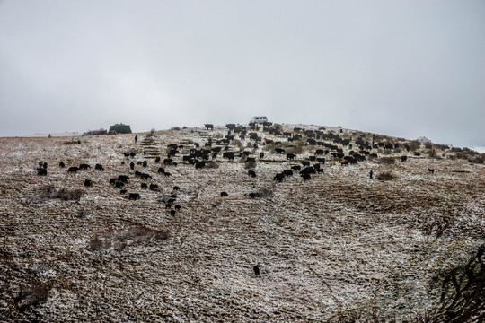 高山草甸雪霁图