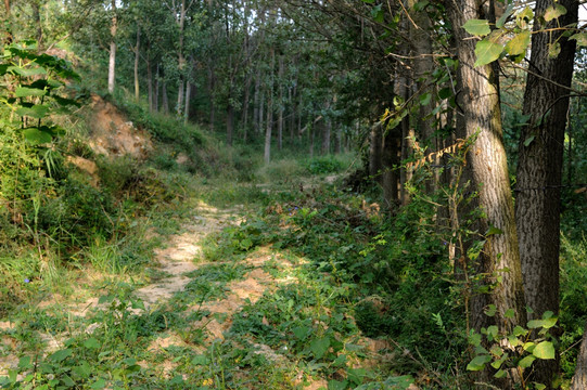 林中小路