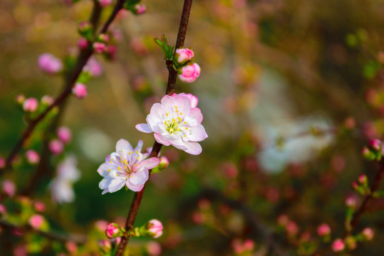 梅花