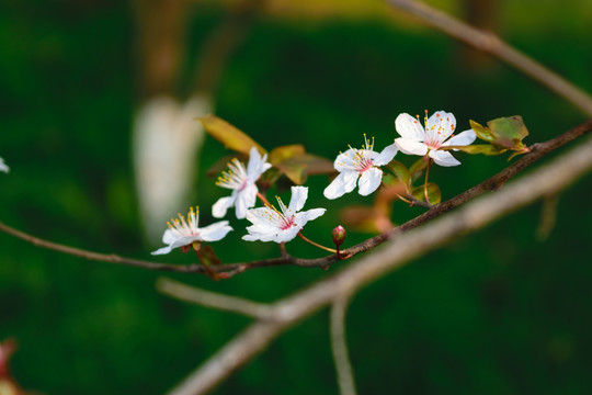 樱花