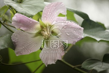 木芙蓉 芙蓉花