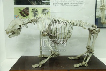 大熊猫骨骼