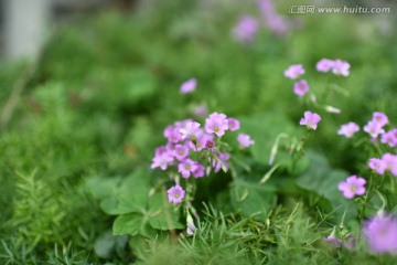 花卉