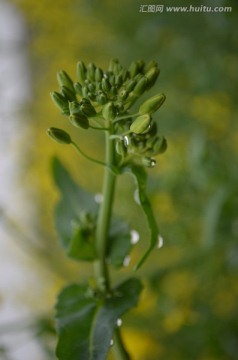 油菜花蕾