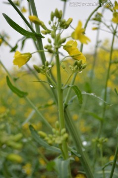 油菜花开