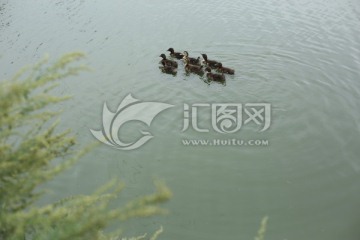 小鸭子群水鸭游水