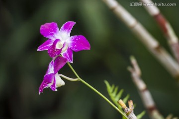 兰花（石斛兰）