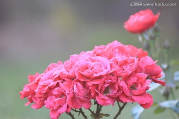 玫瑰之恋