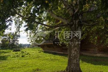 阳光草地大树