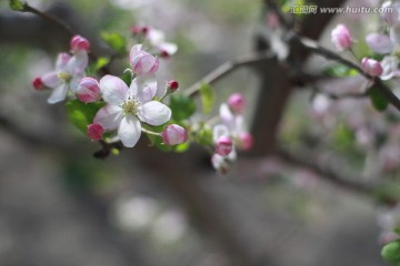 苹果花