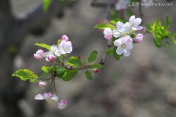 苹果花