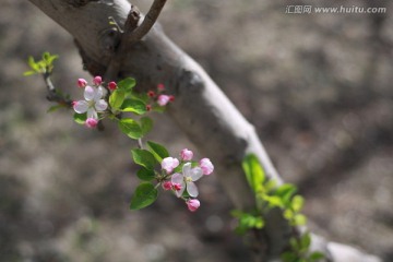 苹果花