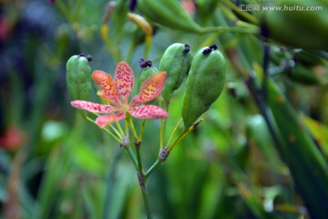 萱草