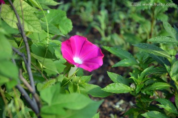 牵牛花