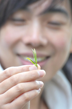 采茶 新茶 采茶美女