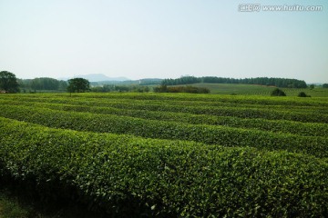 茶海 生态茶园