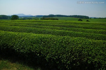 茶海 生态茶园