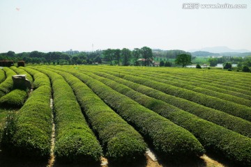 茶海 生态茶园