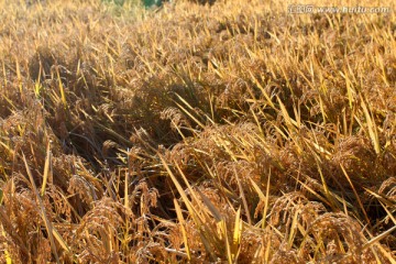 水稻 稻穗