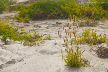 新疆野草