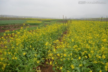 大片油菜花