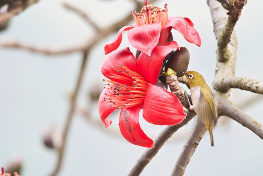 木棉花