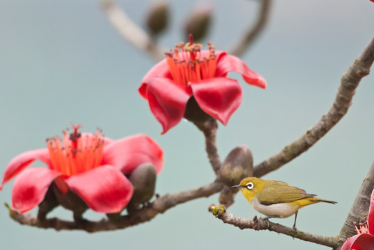 木棉花