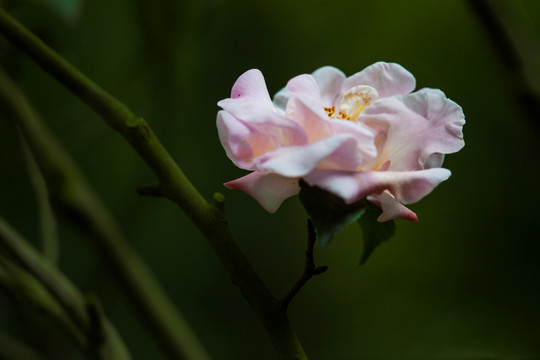 山茶花