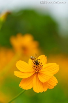 格桑花与小蜜蜂