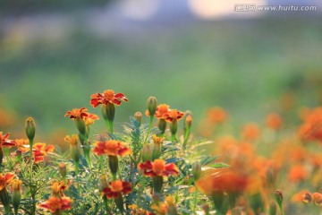 乡间小花