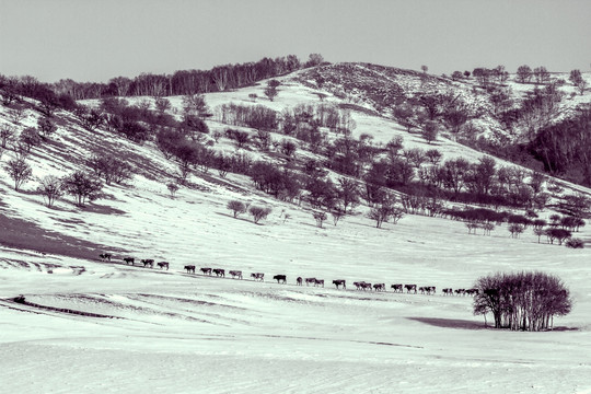 雪中的牛群
