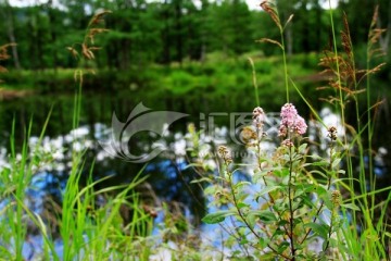 湿地野花