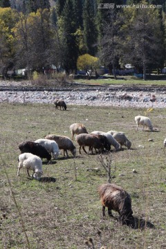 牧区羊群