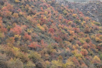 山坡秋色