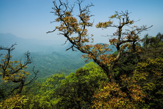 青山绿树