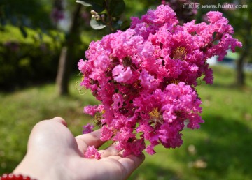 粉红紫薇花