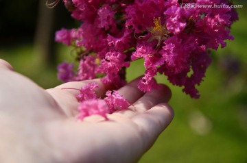 粉红紫薇花