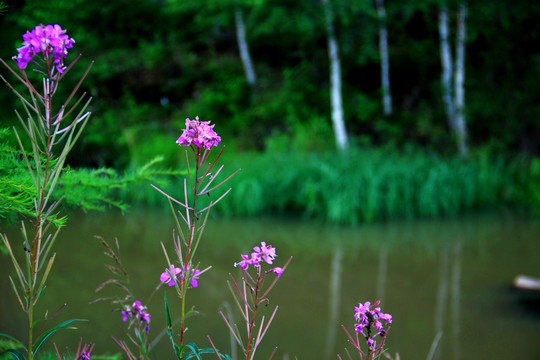 湿地边的柳兰花
