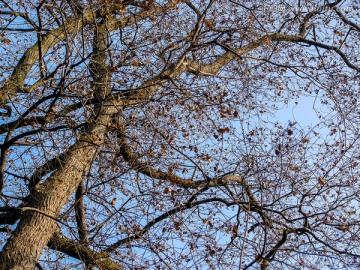 树冠树枝