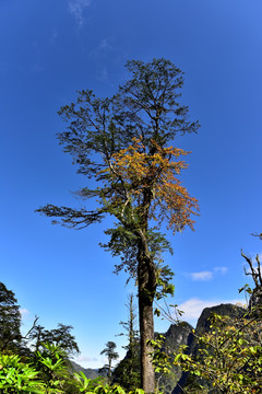 四川甘孜州燕子沟风光