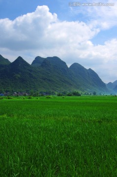 田园 水稻