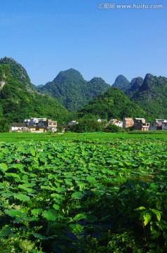 唯美风景 荷塘