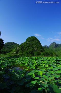 唯美风景 荷塘