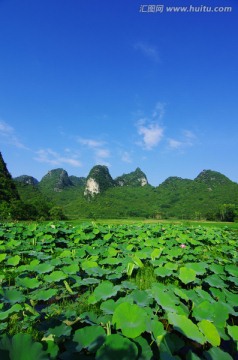 唯美风景 荷塘