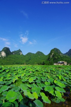 唯美风景 荷塘