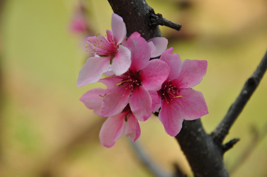 花卉