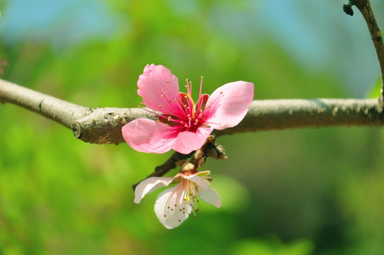 花卉